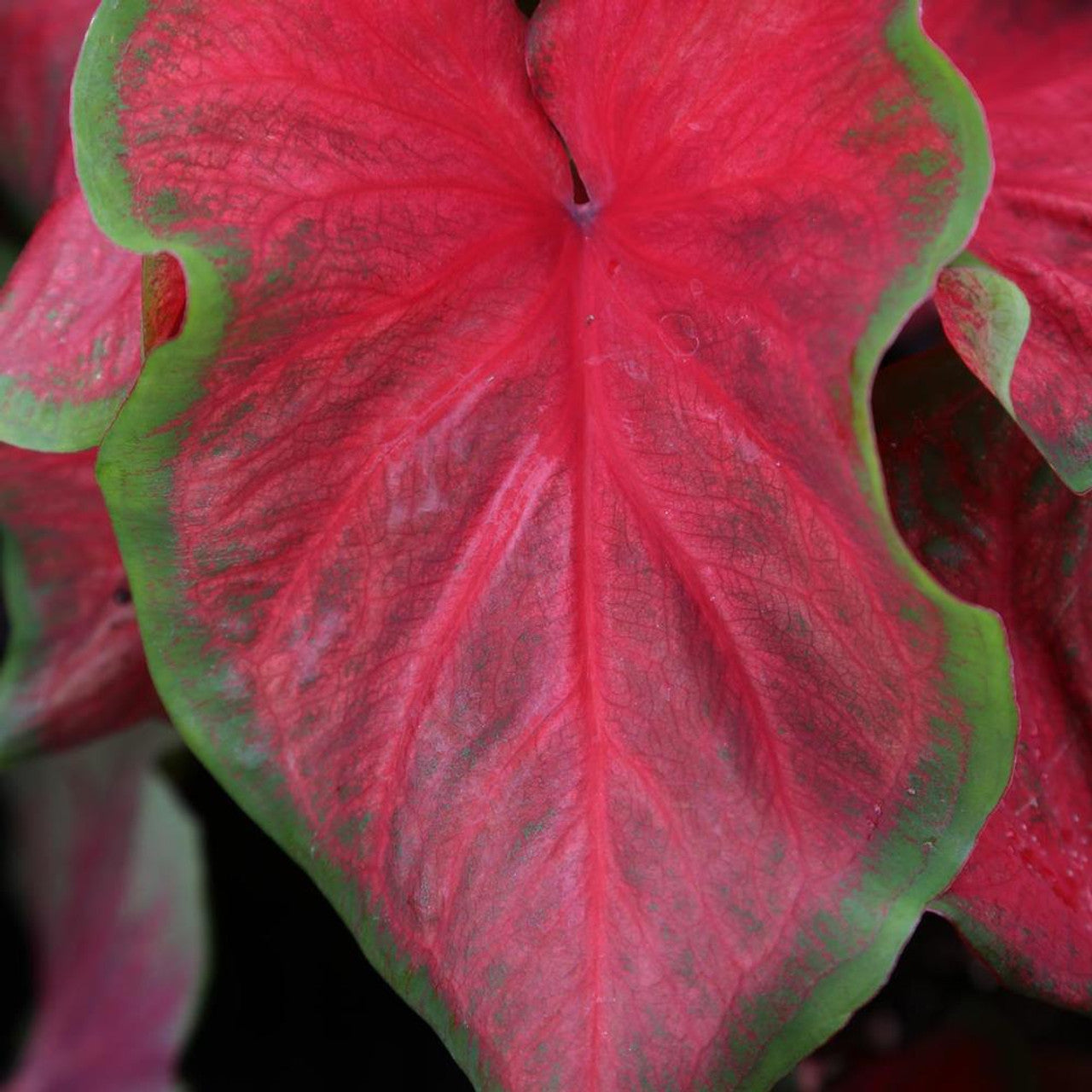 2ct Caladium Dragon Heart Bulb