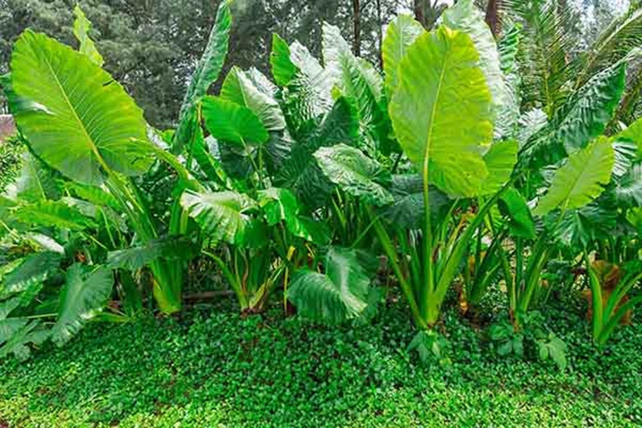 Alocasia Elephant Ear