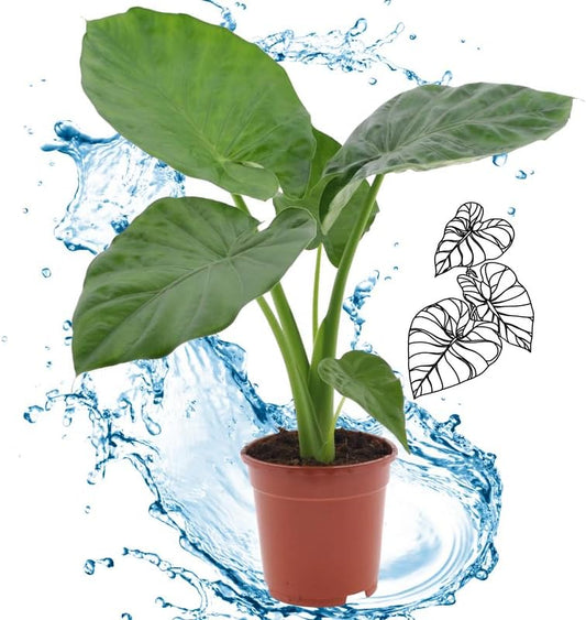 Alocasia Elephant Ear