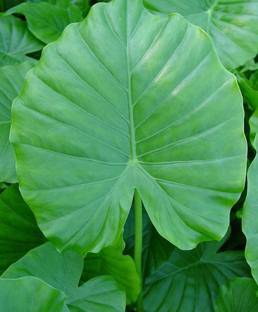 Alocasia Elephant Ear