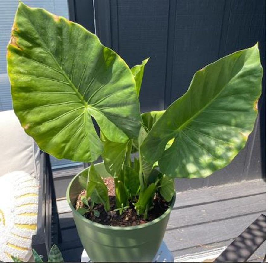 Alocasia Elephant Ear