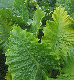 Alocasia Portora Elephant Ear Bulbs