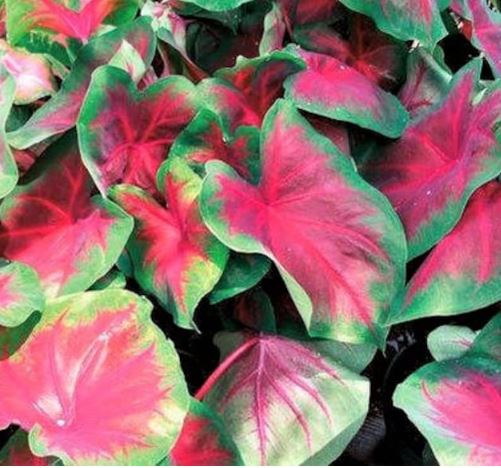 Caladium Buck Bulbs