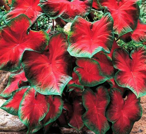 Caladium Freida Hemple Bulbs