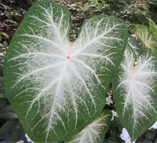 Caladium Greg Host Bulbs