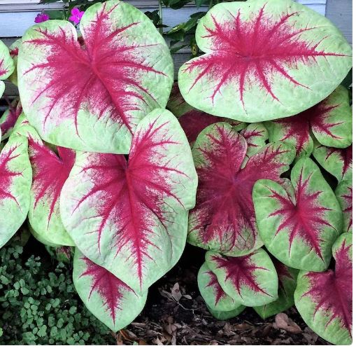 Caladium Lemon Blush Bulbs