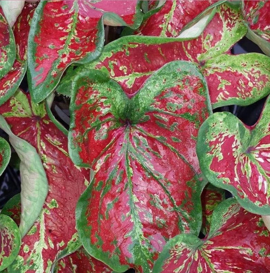Caladium Mesmerized Bulbs