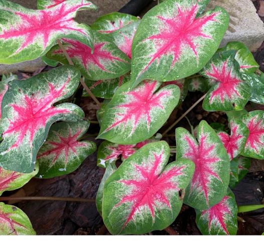 Caladium Rosebud Bulbs