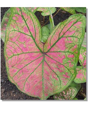 2ct Caladium Pink Illusion Bulb