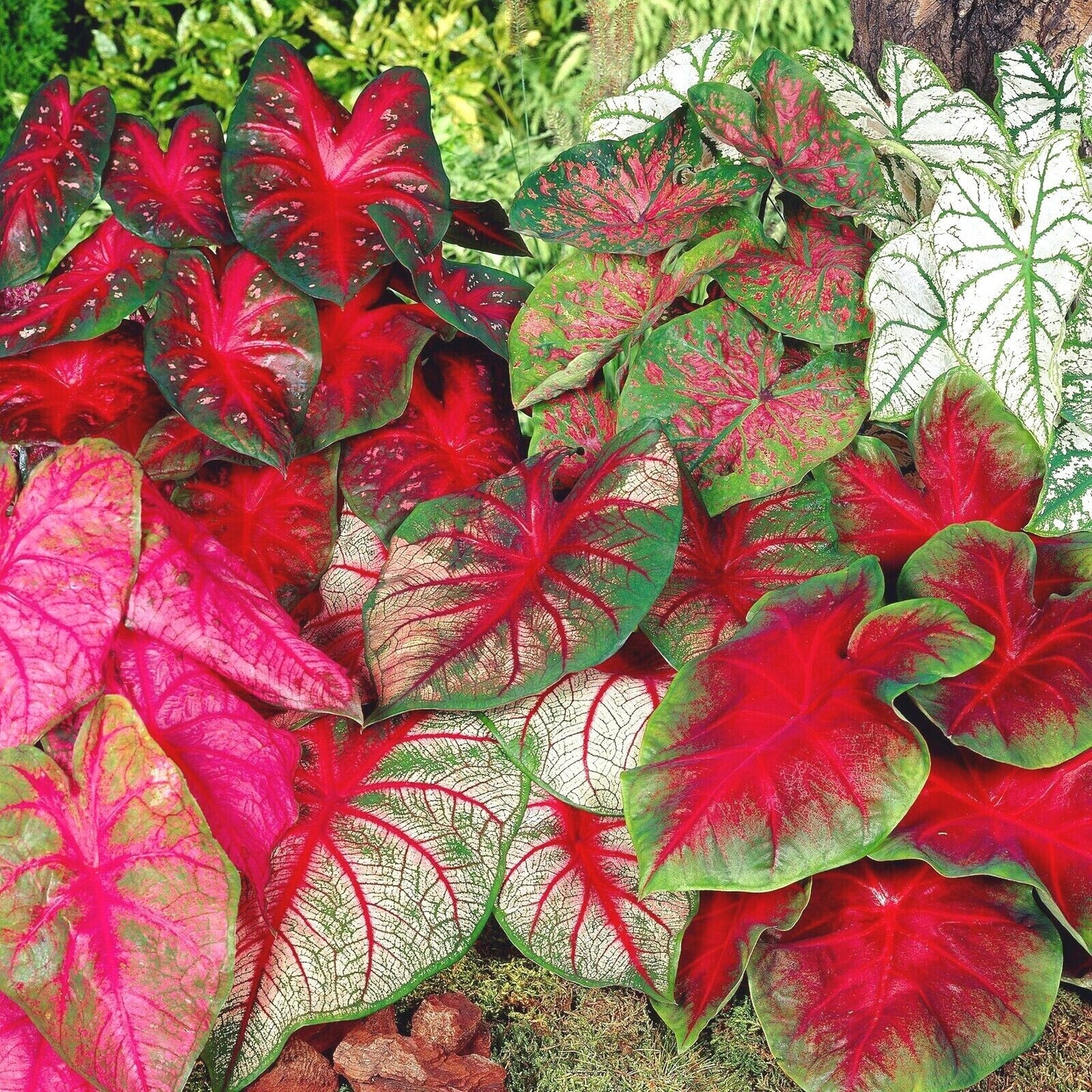 (3) Random Mix Caladium- Bulb Special