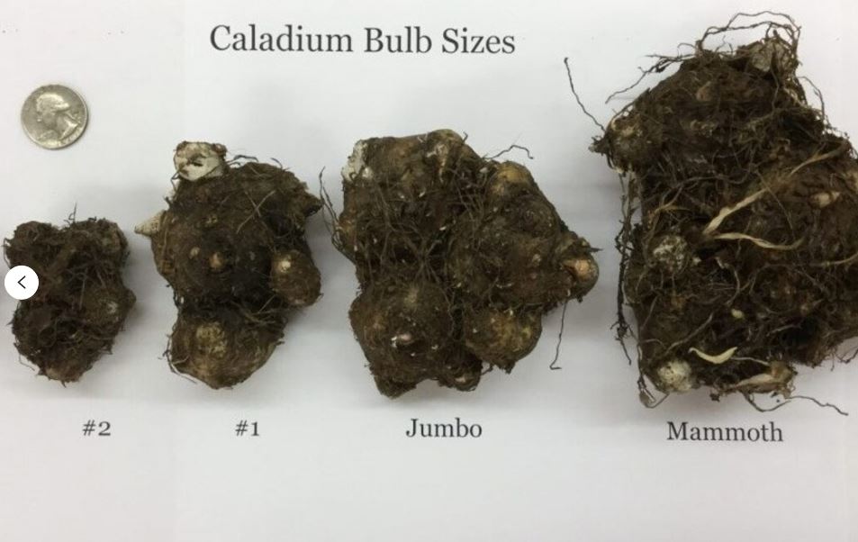 (3) Random Mix Caladium- Bulb Special