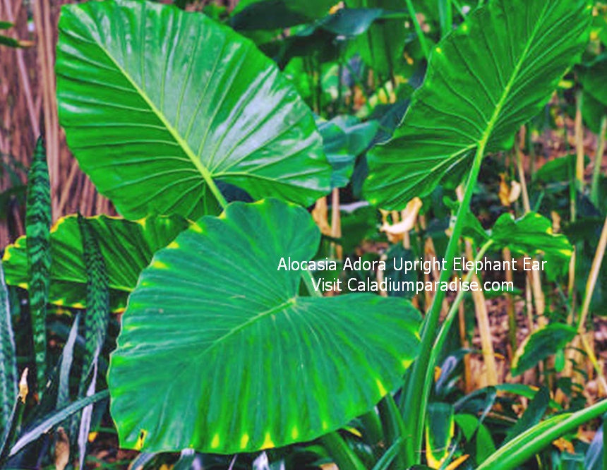 Alocasia Elephant Ear