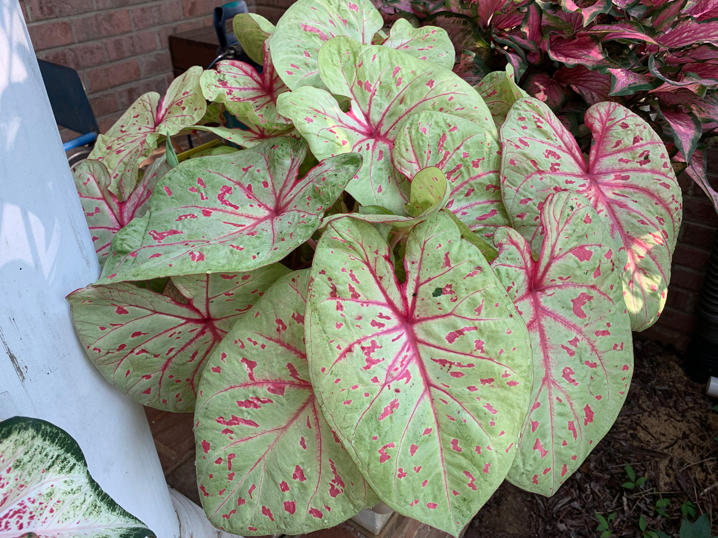 2ct Caladium Cranberry Star Bulb